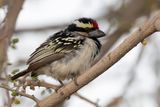 Acacia Pied Barbet - Kaapse Baardvogel - Barbican pie