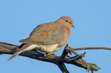 Laughing Dove - Palmtortel - Tourterelle maille