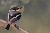 Pririt Batis - Priritvliegenvanger - Pririt de Vieillot (f)