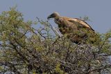 White-backed Vulture - Witruggier - Vautour africain
