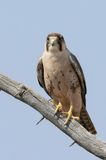 Lanner Falcon - Lannervalk - Faucon lanier