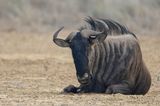 Brindled gnu