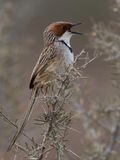 Rufous-eared Warbler - Roodoorprinia - Prinia  joues rousses