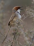 Rufous-eared Warbler - Roodoorprinia - Prinia  joues rousses