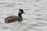 Black-necked Grebe - Geoorde Fuut - Grbe  cou noir