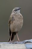 African Rock Pipit - Kopjespieper - Pipit des rochers