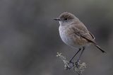 Sickle-winged Chat - Vlaktespekvreter - Traquet aile-en-faux