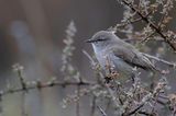 Yellow-bellied Eremomela - Geelbuikeremomela - rmomle  croupion jaune