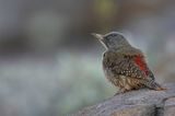 Ground Woodpecker - Kaapse Grondspecht - Pic laboureur
