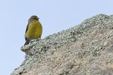 Cape Siskin - Kaapse Kanarie - Serin totta