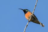 Greater Double-collared Sunbird - Grote Kraaghoningzuiger - Souimanga  plastron rouge (m)