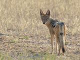 Black-backed Jackal