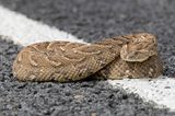 Puff adder