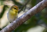 Yellow-throated Woodland Warbler - Roodkapboszanger - Pouillot  gorge jaune
