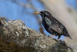 Common Starling - Spreeuw - tourneau sansonnet