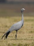Blue Crane - Stanleys Kraanvogel - Grue de paradis