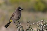Cape Bulbul - Kaapse Buulbuul - Bulbul du Cap