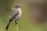 Streaky-headed Seedeater - Streepkopkanarie - Serin gris