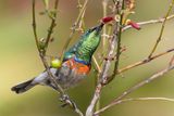 Southern Double-collared Sunbird - Kleine Kraaghoningzuiger - Souimanga chalybe m)