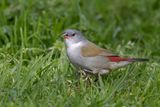 Swee Waxbill - Groenrugastrild - Astrild  joues noires (f)