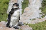 African Penguin - Zwartvoetpingun - Manchot du Cap (imm)