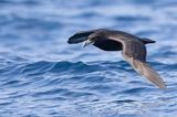 White-chinned Petrel - Witkinstormvogel - Puffin  menton blanc