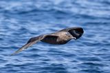 Brown Skua - Subantarctische Grote Jager - Labbe antarctique