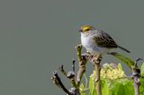 Yellow-browed Sparrow - Geelwanggors - Bruant  front dor