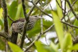 Thrush-like Wren - Lijsterwinterkoning - Troglodyte grivel