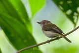 Helmeted Pygmy Tyrant - Helmdwergtiran - Microtyran casqu