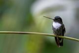 Collared Inca - Gekraagde Incakolibrie - Inca  collier