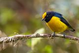 Orange-bellied Euphonia - Vuurbuikorganist - Organiste  ventre orange (m)