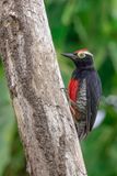 Yellow-tufted Woodpecker - Geelbrauwspecht - Pic  chevron dor