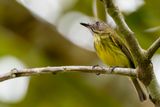 Stripe-necked Tody-Tyrant - Streepnektodietiran - Todirostre  cou ray