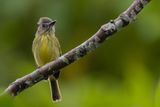 Stripe-necked Tody-Tyrant - Streepnektodietiran - Todirostre  cou ray