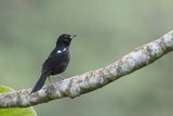 White-shouldered Tanager - Witschoudertangare - Tangara  paulettes blanches (m)