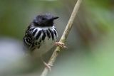 Spot-backed Antbird - Bruinvlekmiervogel - Fourmilier tachet (m)