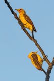 Cream-colored Woodpecker - Strogele Specht - Pic jaune (m+f)