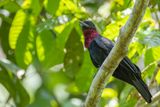 Purple-throated Fruitcrow - Purperkeelvruchtenkraai - Coracine noire