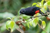 Red-bellied Grackle - Roodbuiktroepiaal - Quiscale  ventre rouge