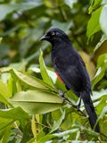 Red-bellied Grackle - Roodbuiktroepiaal - Quiscale  ventre rouge