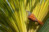 Point-tailed Palmcreeper - Palmkruiper - Anabate des palmiers