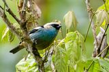 Metallic-green Tanager - Zwartnektangare - Calliste vert