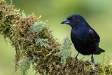 White-lined Tanager - Zwarte Tangare - Tangara  galons blancs (m)