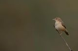 Croaking Cisticola - Natalgraszanger - Cisticole strie