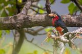 Bearded Barbet - Zwartbandbaardvogel - Barbican  poitrine rouge (m)