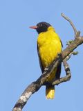 Ethiopian Oriole - Monnikswielewaal - Loriot moine