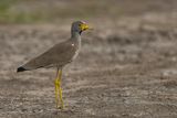 African Wattled Lapwing - Lelkievit - Vanneau du Sngal