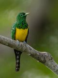 African Emerald Cuckoo - Smaragdkoekoek - Coucou foliotocol