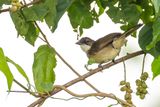 Simple Greenbul - Hartlaubs Buulbuul - Bulbul modeste